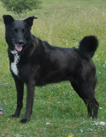 med_Sookie2.jpg (372 x 480)